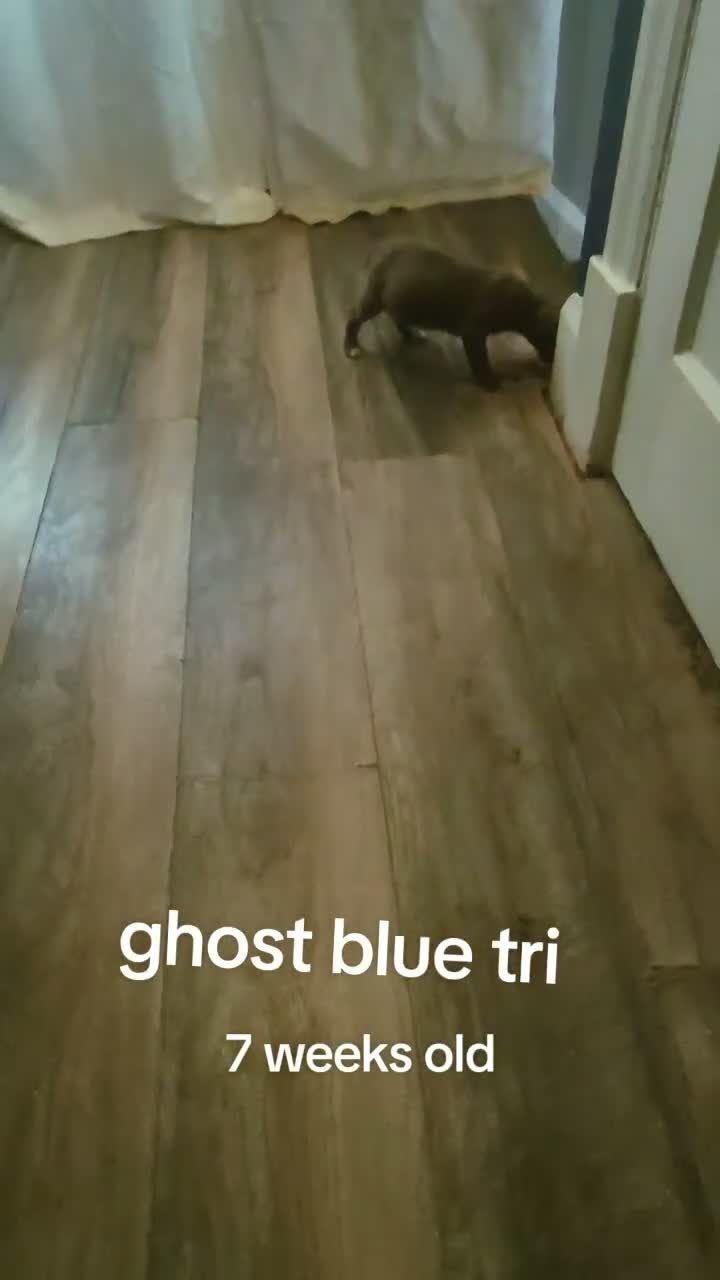 American Bully dogs for sale: Carmella - Video 1