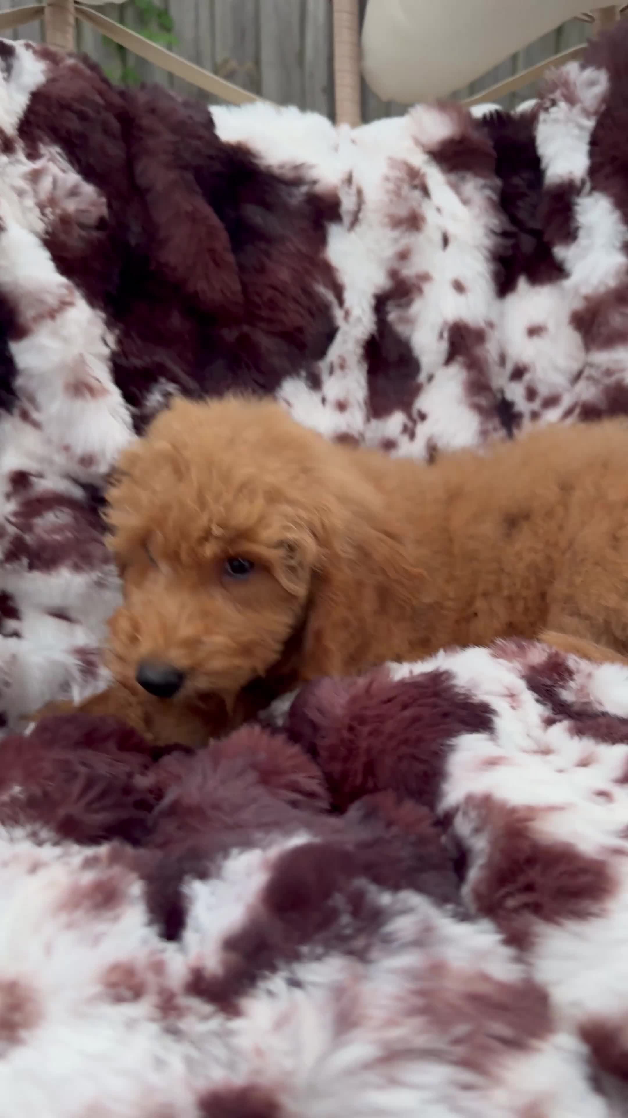 Mini Goldendoodle dogs for sale: Kelsey  - Video 1