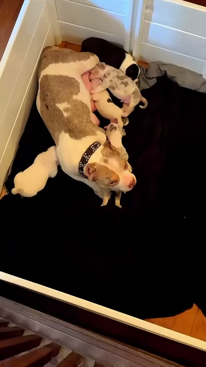 American Bully dogs for sale: American Bully 3 - Video 3