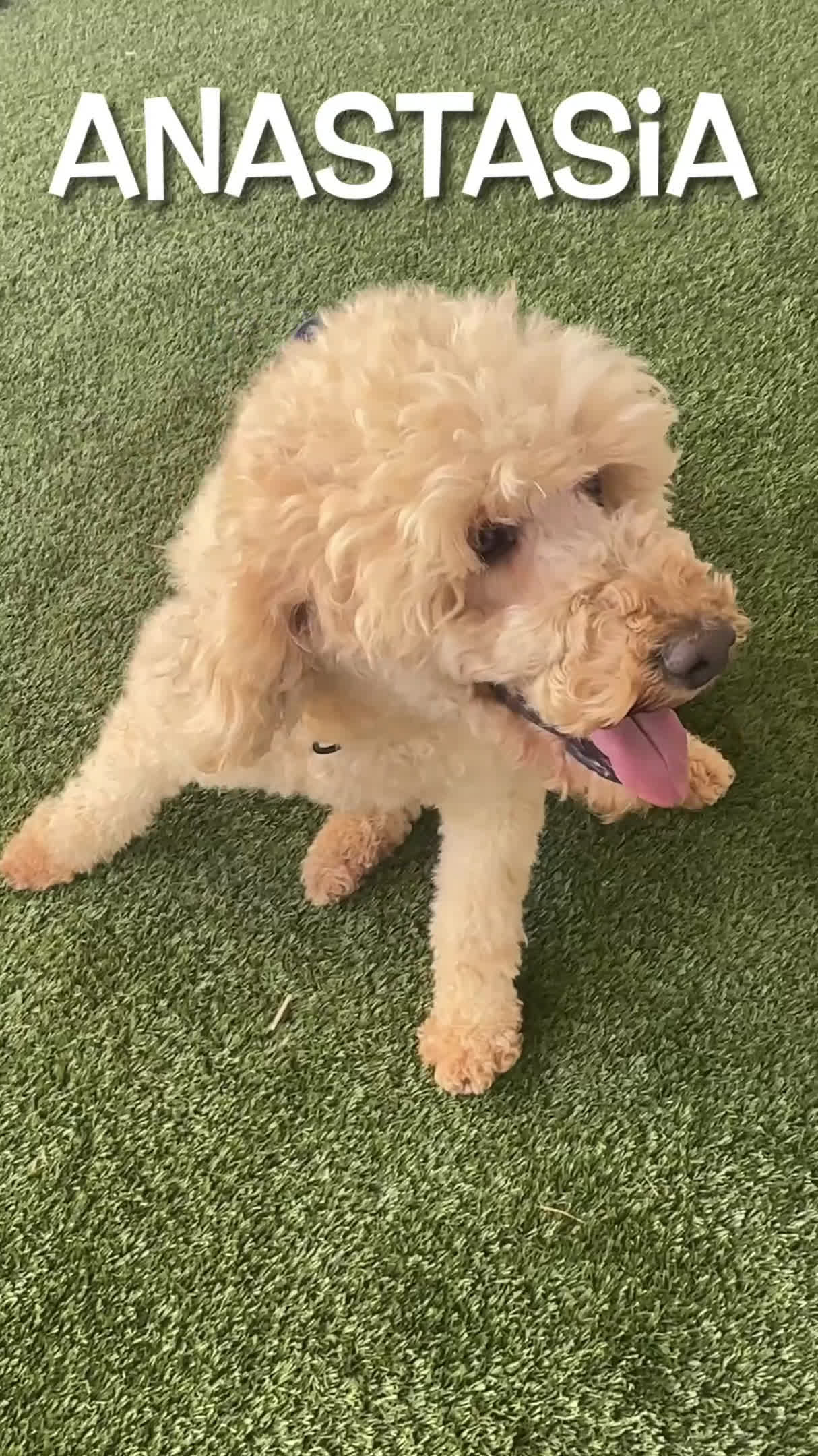 Goldendoodle dogs for sale: Anastasia - MultiGen Retired Mama - Video 2