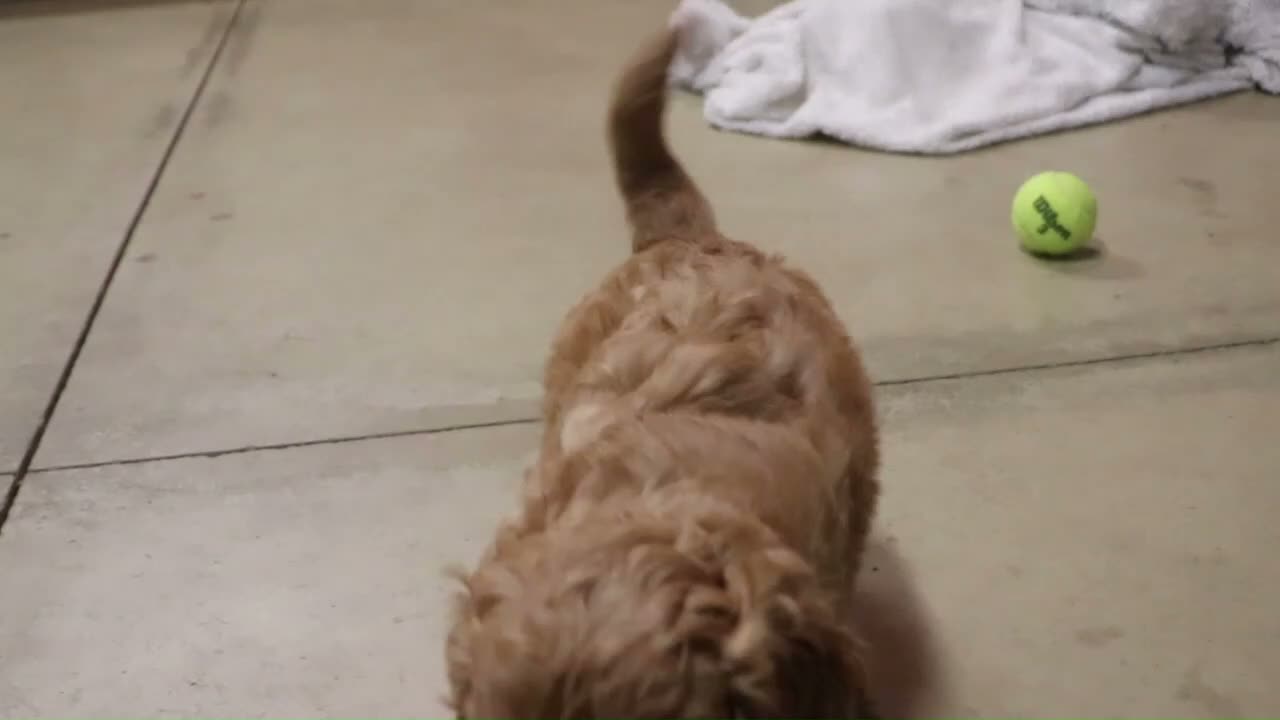 Cavapoo dogs for sale: Oliver - Video 1