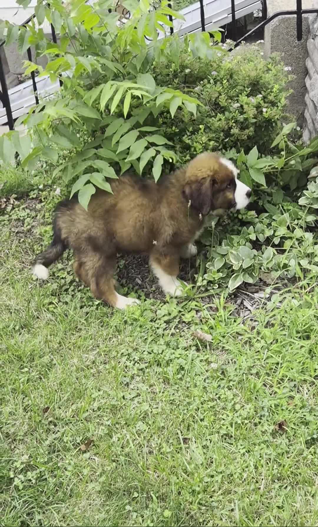Mixed Breed dogs for sale: Mr Black 🖤 - Video 4