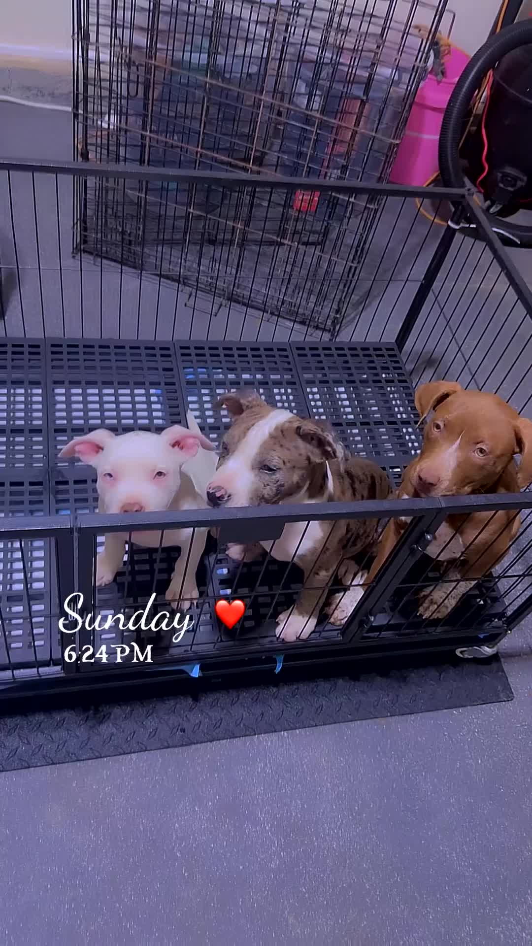 American Bully dogs for sale: Nala - Video 1