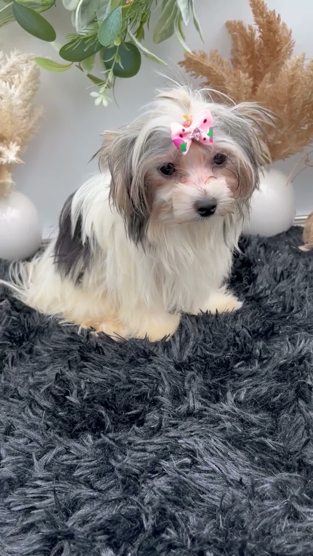 Morkie dogs for sale: Iris the tiny Morkie - Video 1