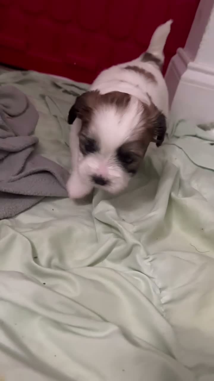 Shorkie dogs for sale: Shorkie 1 - Video 1