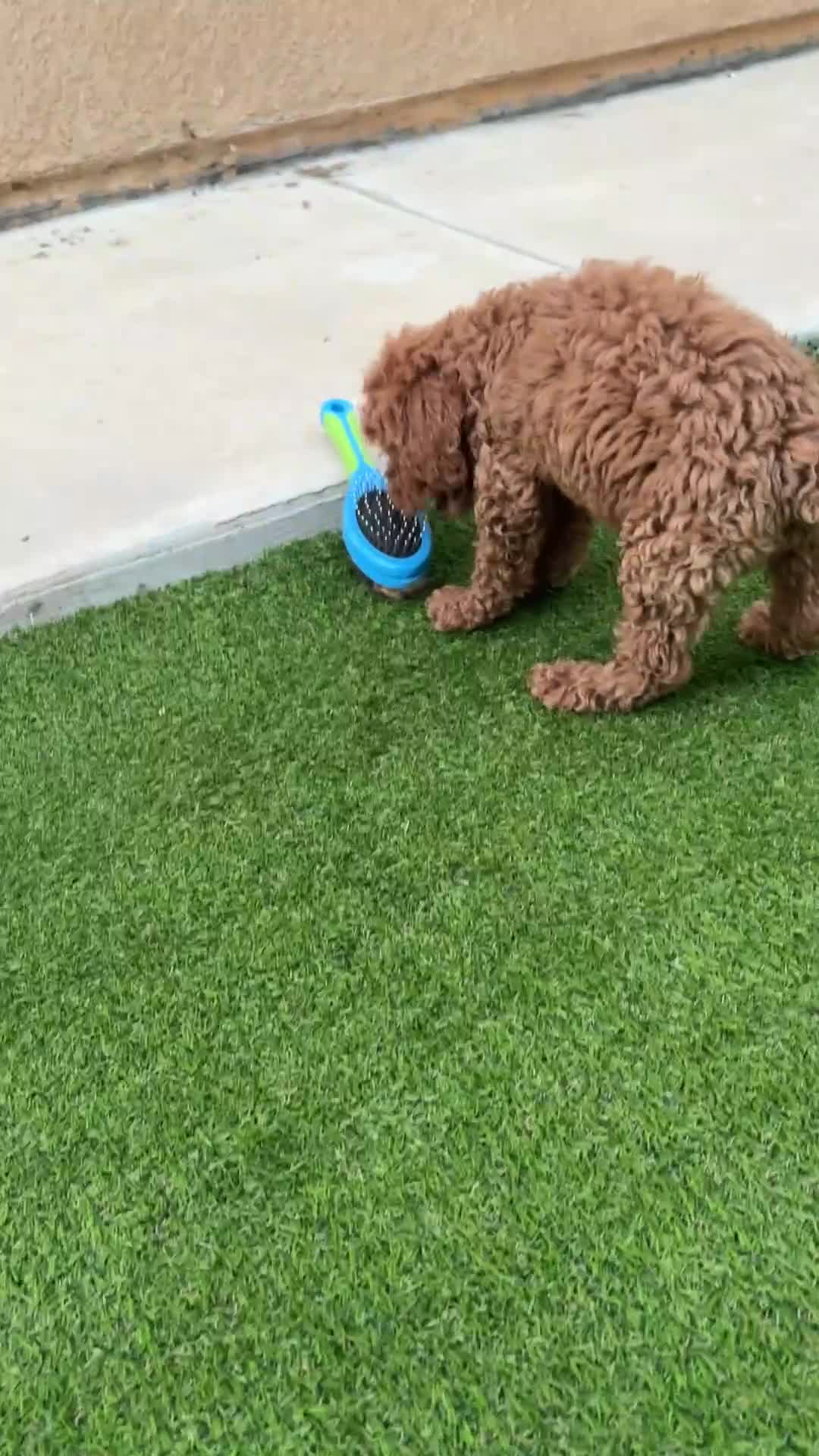 Standard Poodle dogs for sale: Coco - Video 1