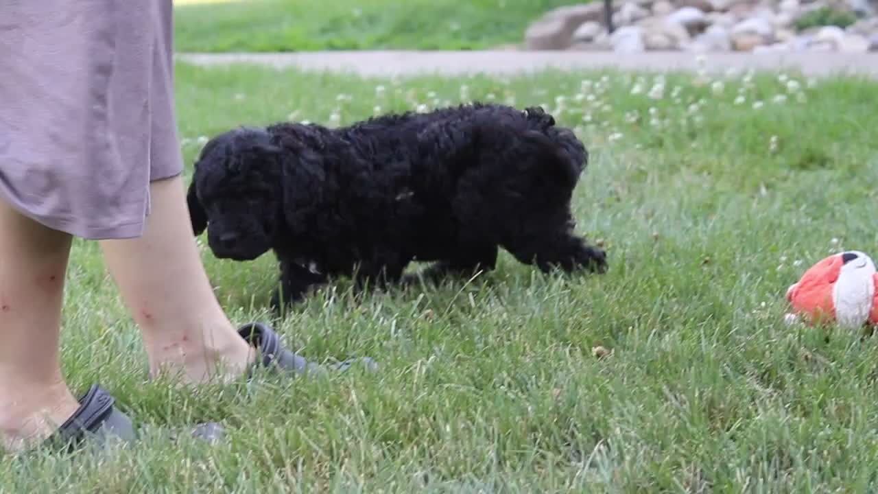 Newfypoo dogs for sale: Raina - Video 4