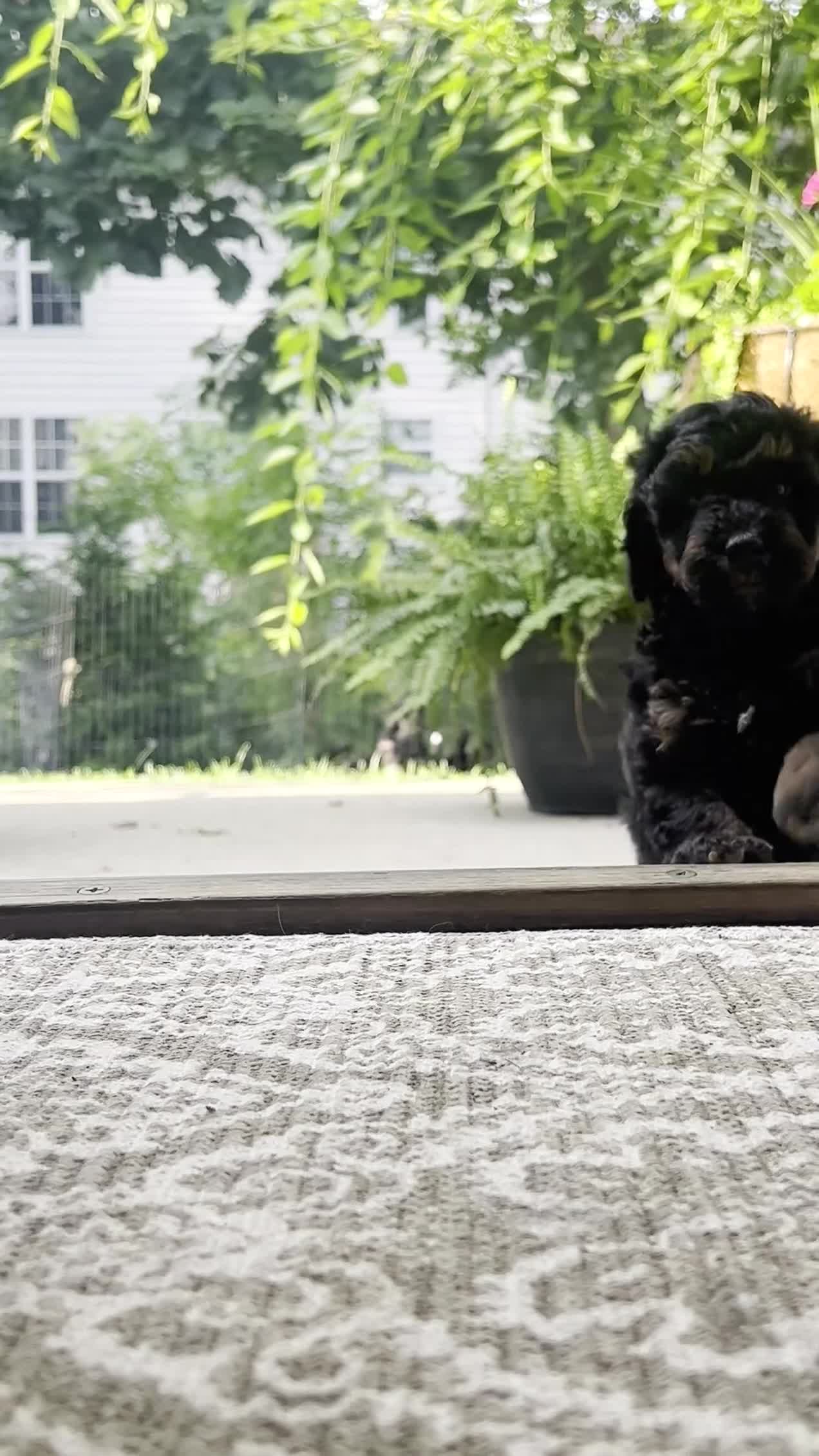 Mini Bernedoodle dogs for sale: Daisy - Video 2