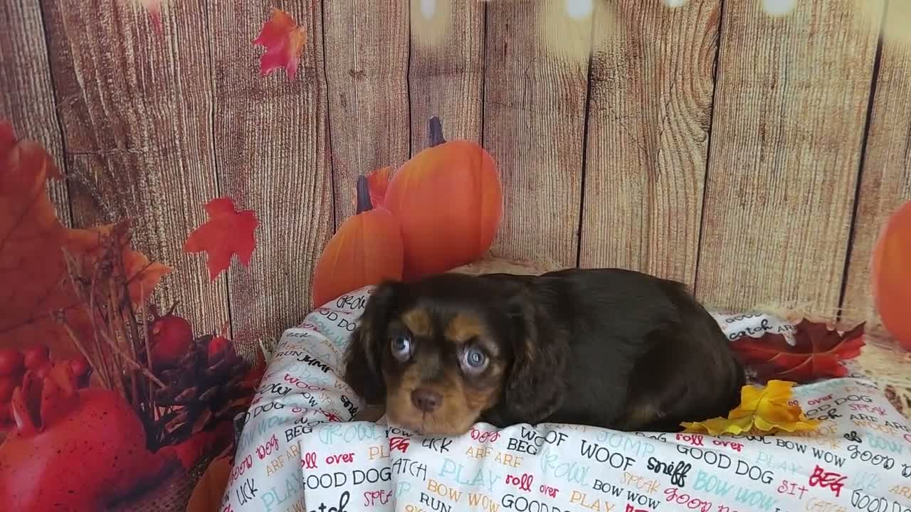 Cavalier King Charles Spaniel dogs for sale: AKC Zoey - Video 4