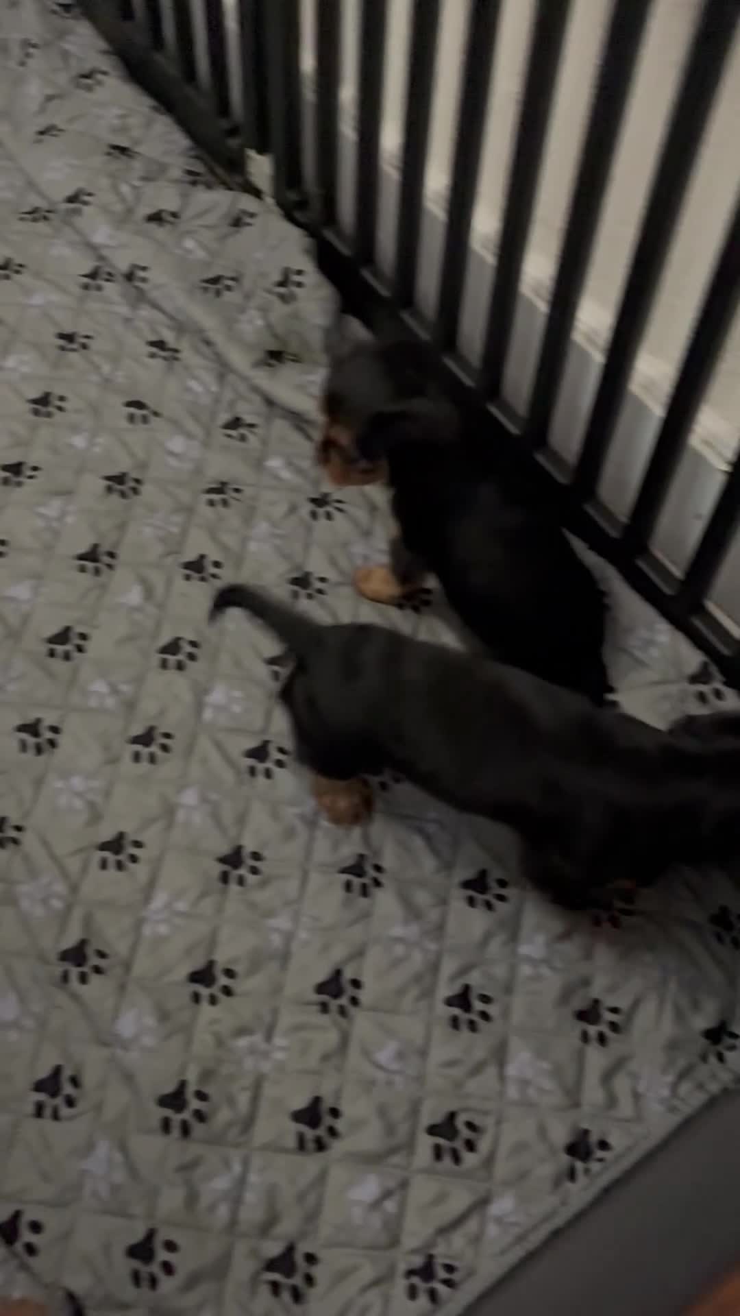 Cavalier King Charles Spaniel dogs for sale: Cavalier King Charles Spaniel Puppy 1 - Video 4