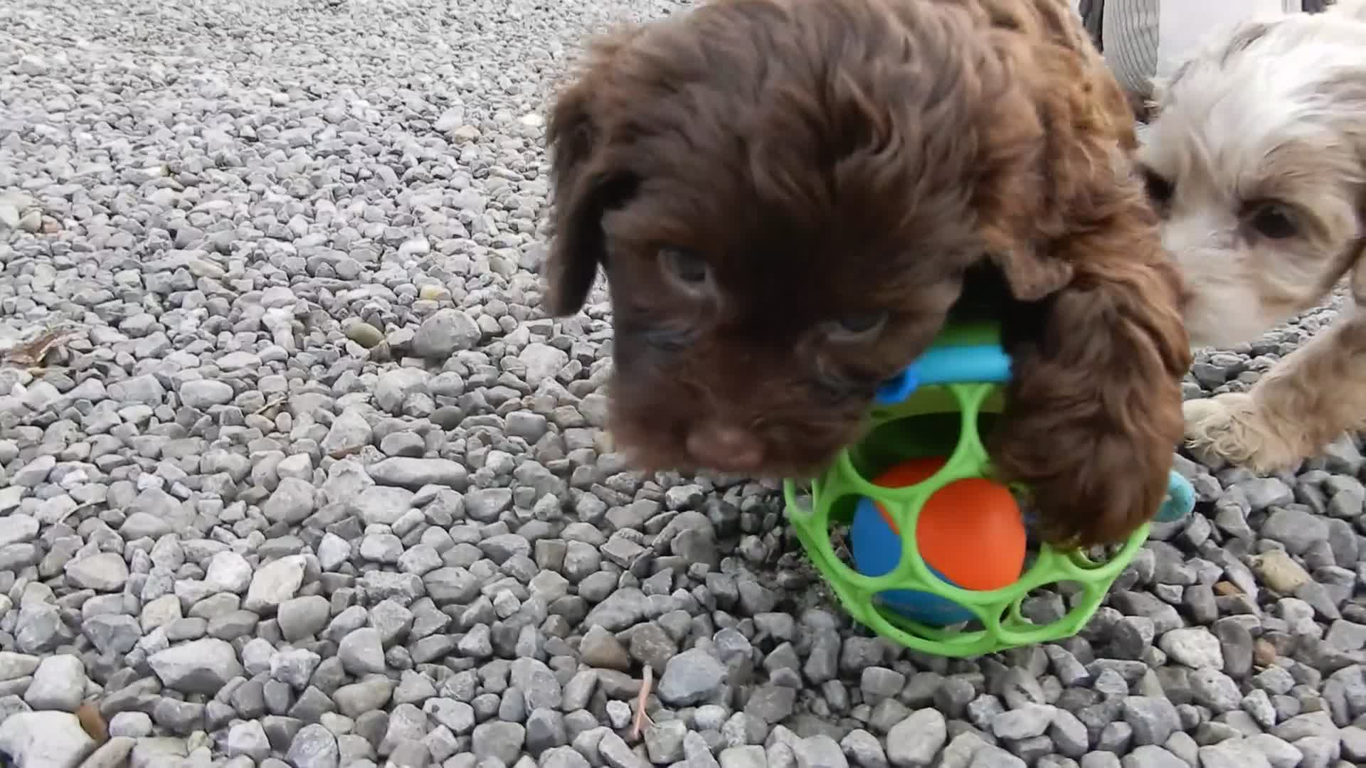 Cockapoo dogs for sale: Amber - Video 5