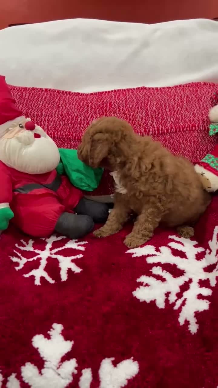Mini Goldendoodle dogs for sale: Petite Mini Goldendoodle Hershey - Video 1
