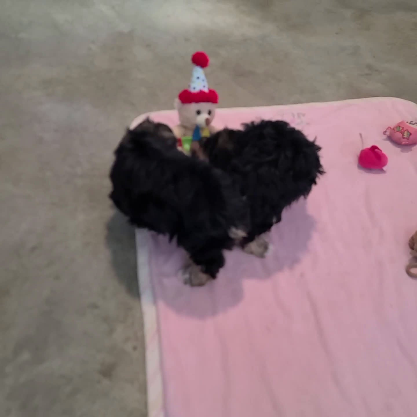 Morkie dogs for sale: Roxy - Video 1