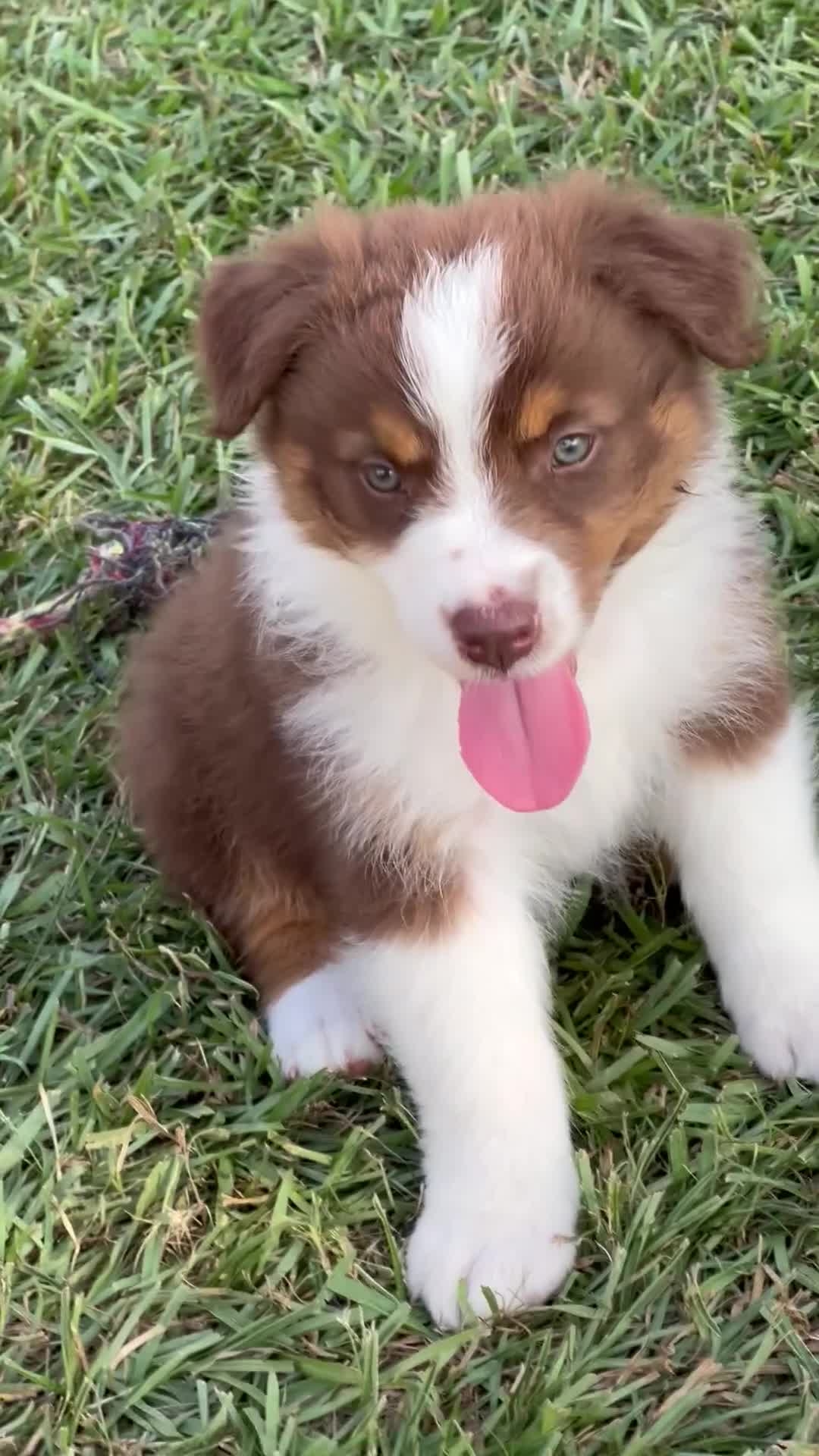 Australian Shepherd dogs for sale: Trooper - Video 1