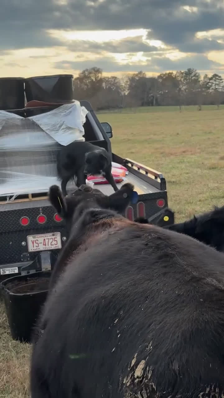 Australian Shepherd dogs for sale: Australian Shepherd Puppy 8 - Video 2