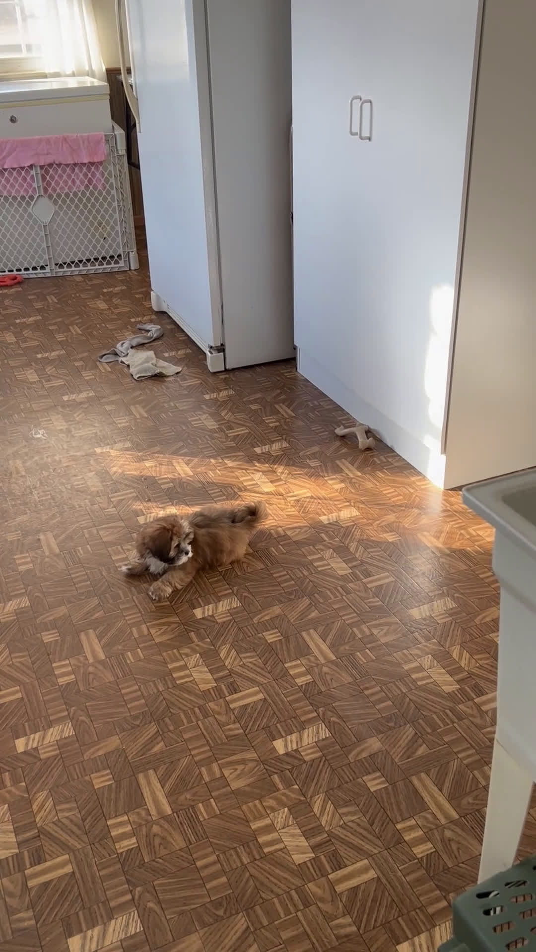 Lhasa Apso dogs for sale: Lhasa Apso Puppy 1 - Video 1