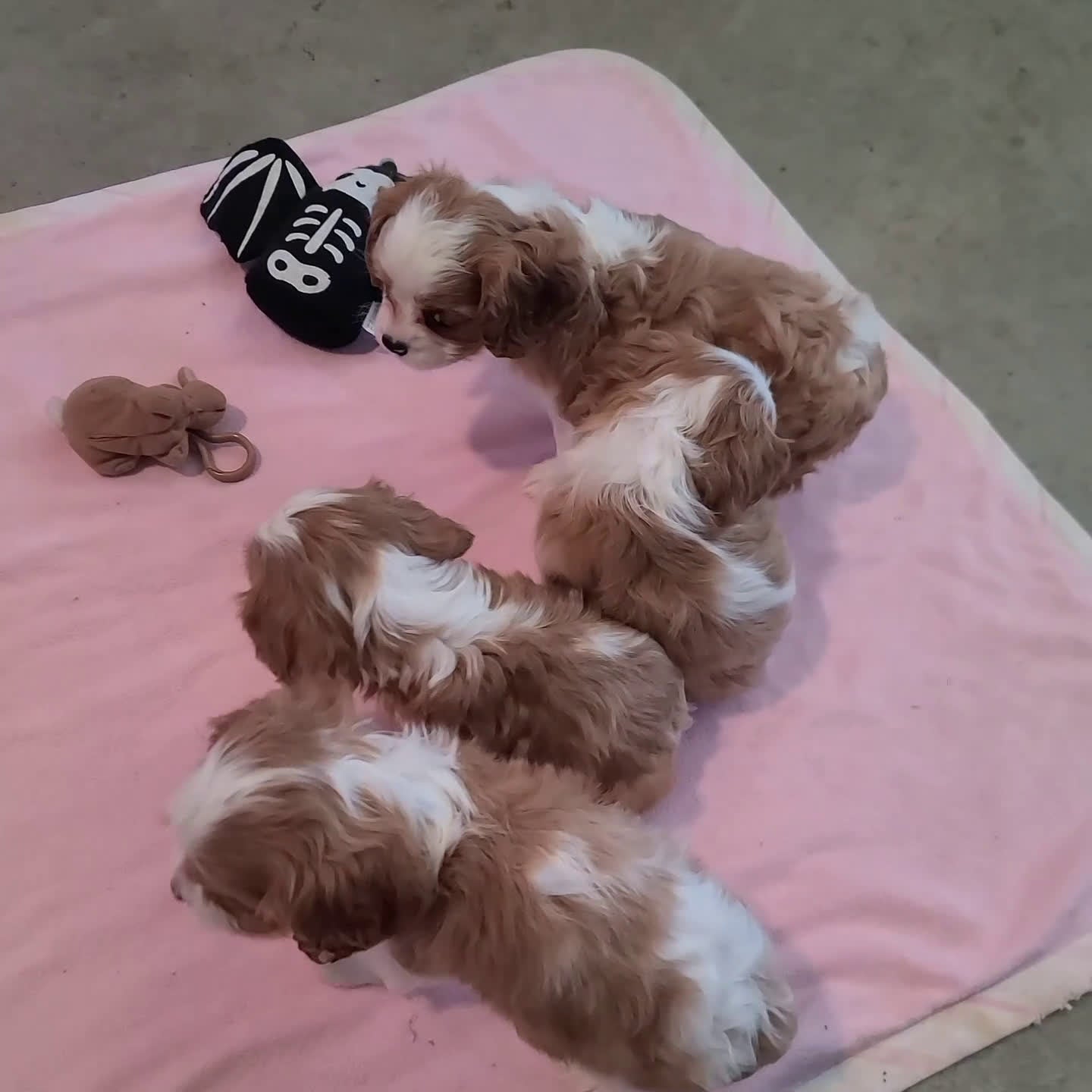 Cavalier King Charles Spaniel dogs for sale: Rusty - Video 1