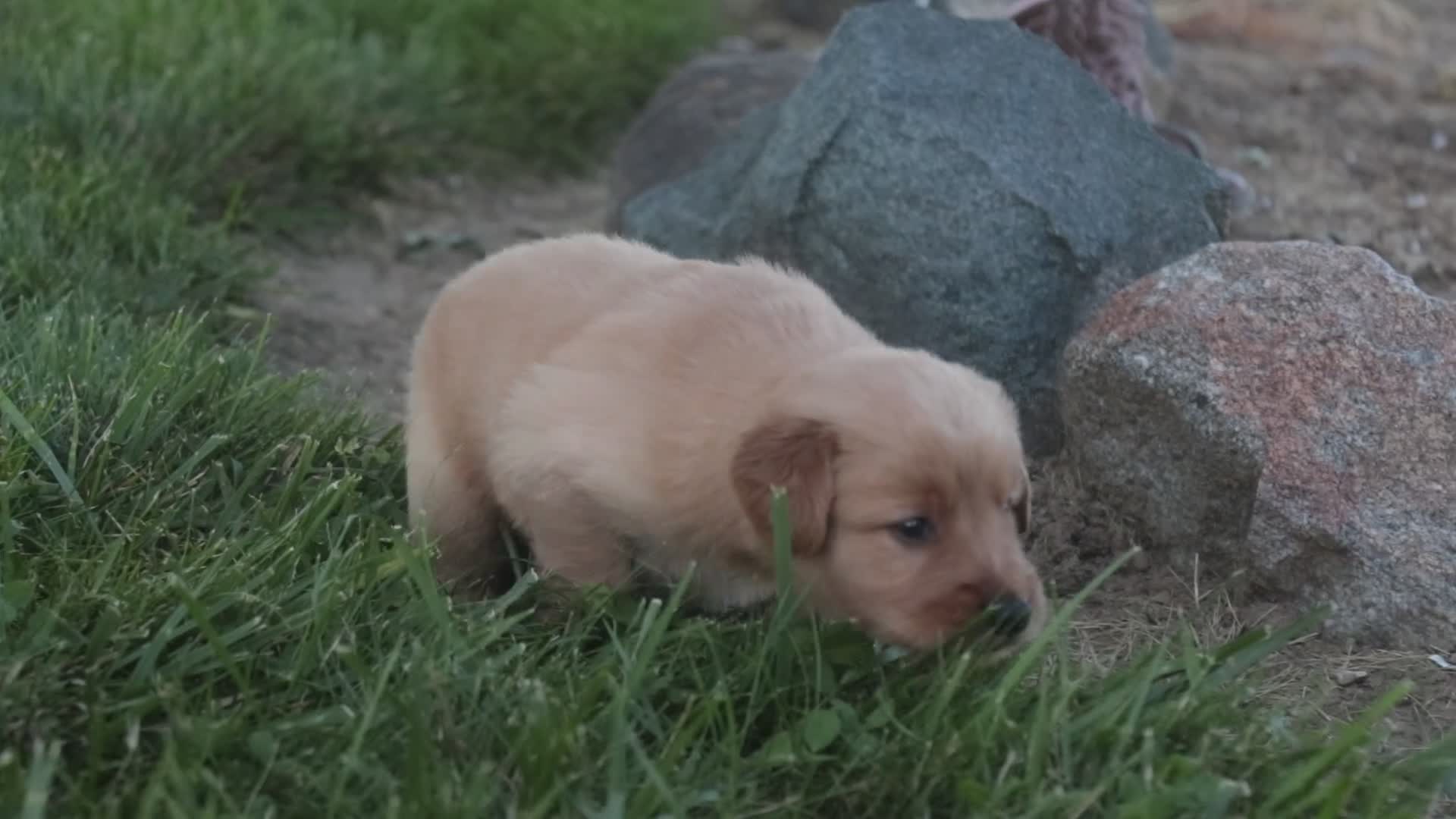 Golden Retriever dogs for sale: Amy Golden Retriever  - Video 1