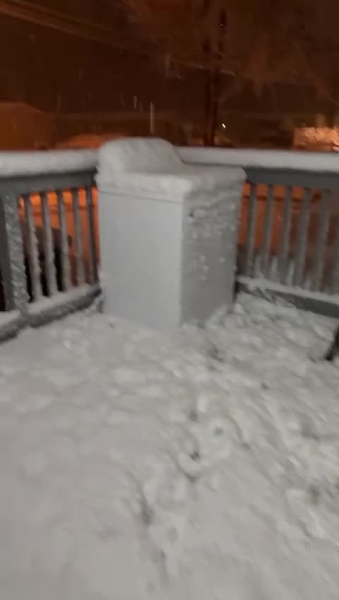 Gerberian Shepsky dogs for sale: Gerberian Shepsky Puppy 1 - Video 1