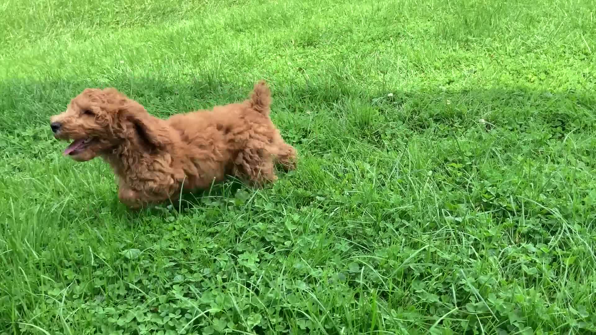 Miniature Poodle dogs for sale: Devon - Video 2