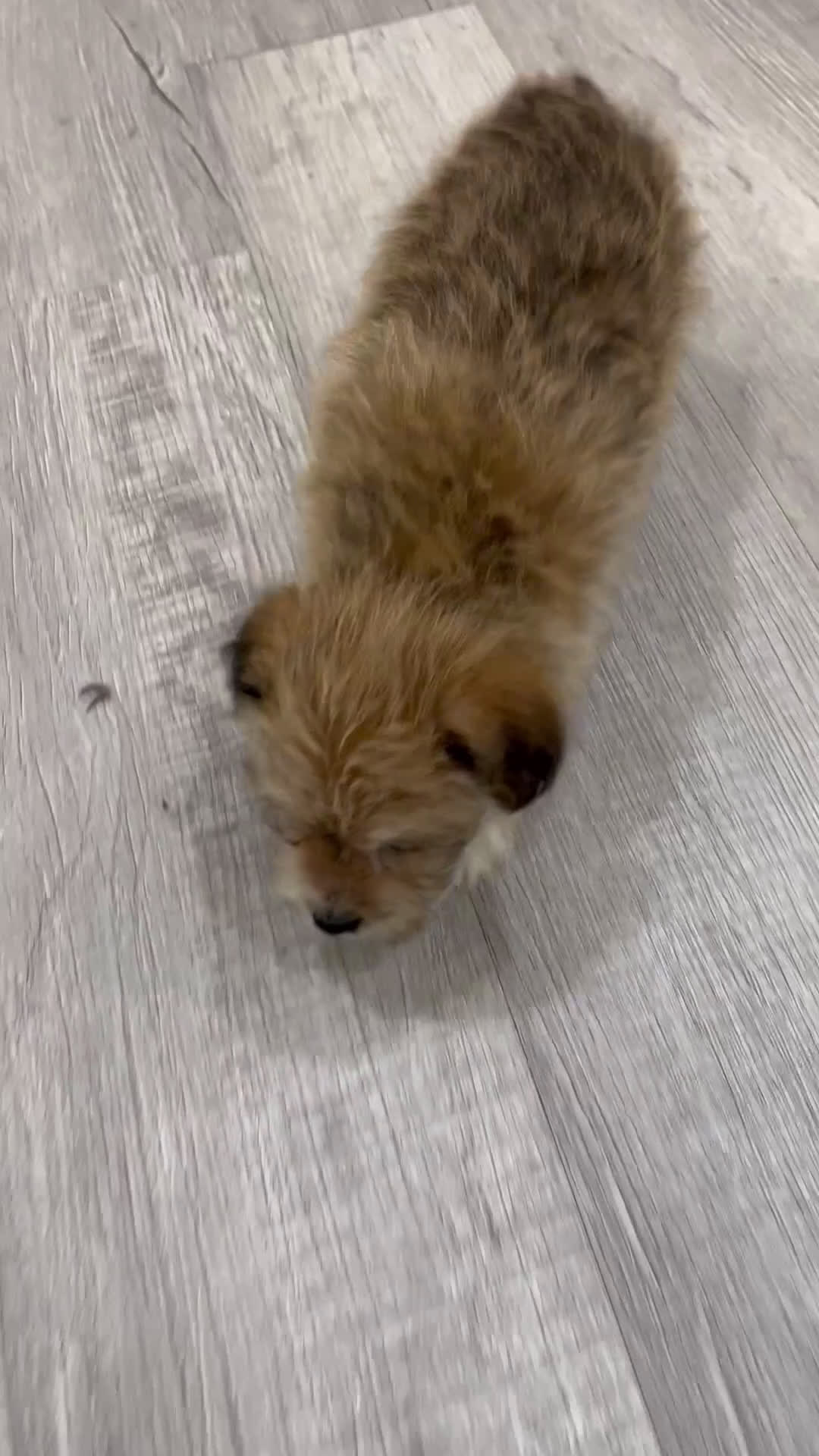 Yochon dogs for sale: Molly - Video 1