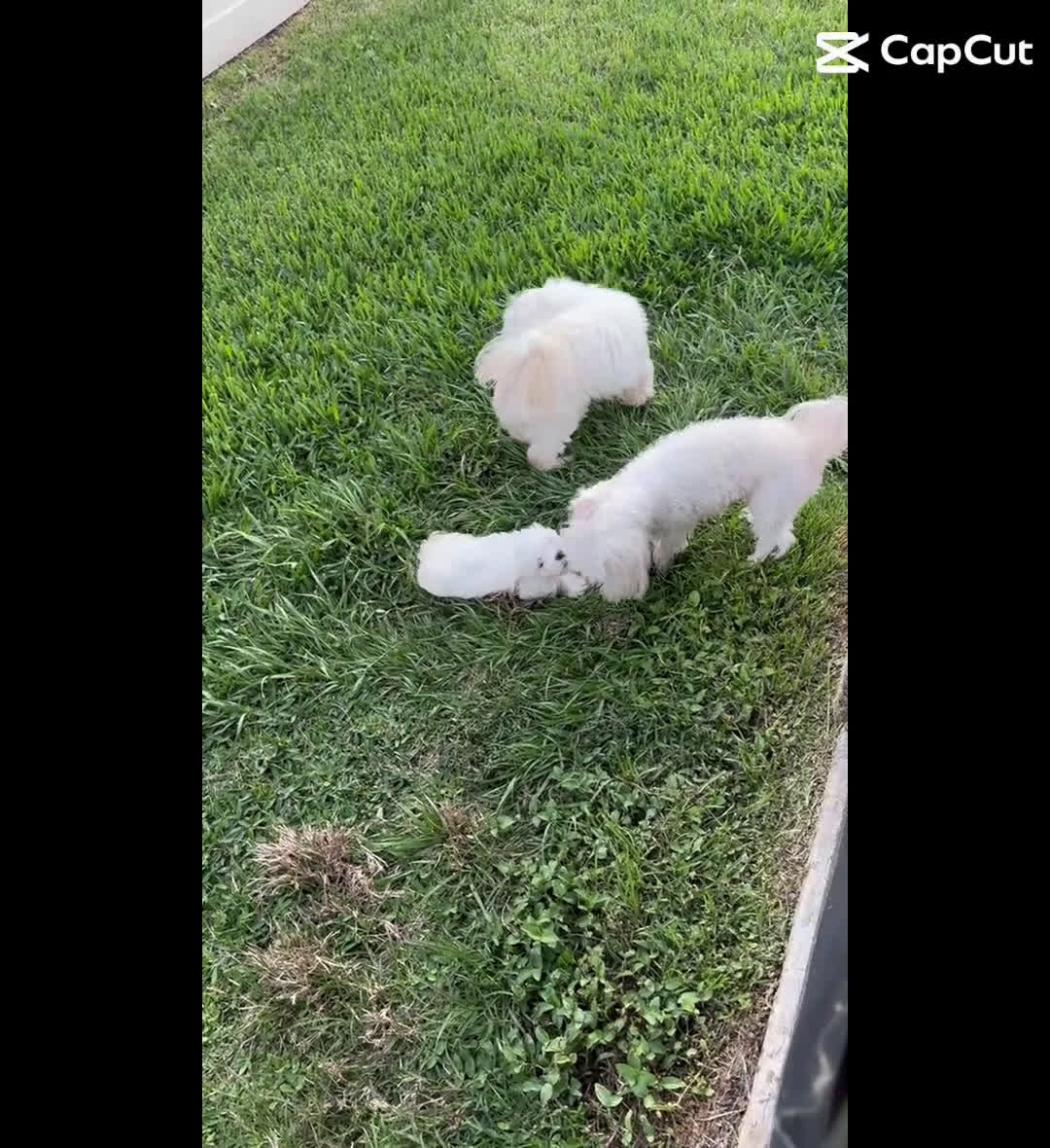 Maltese dogs for sale: Maltese Puppy 1 - Video 1