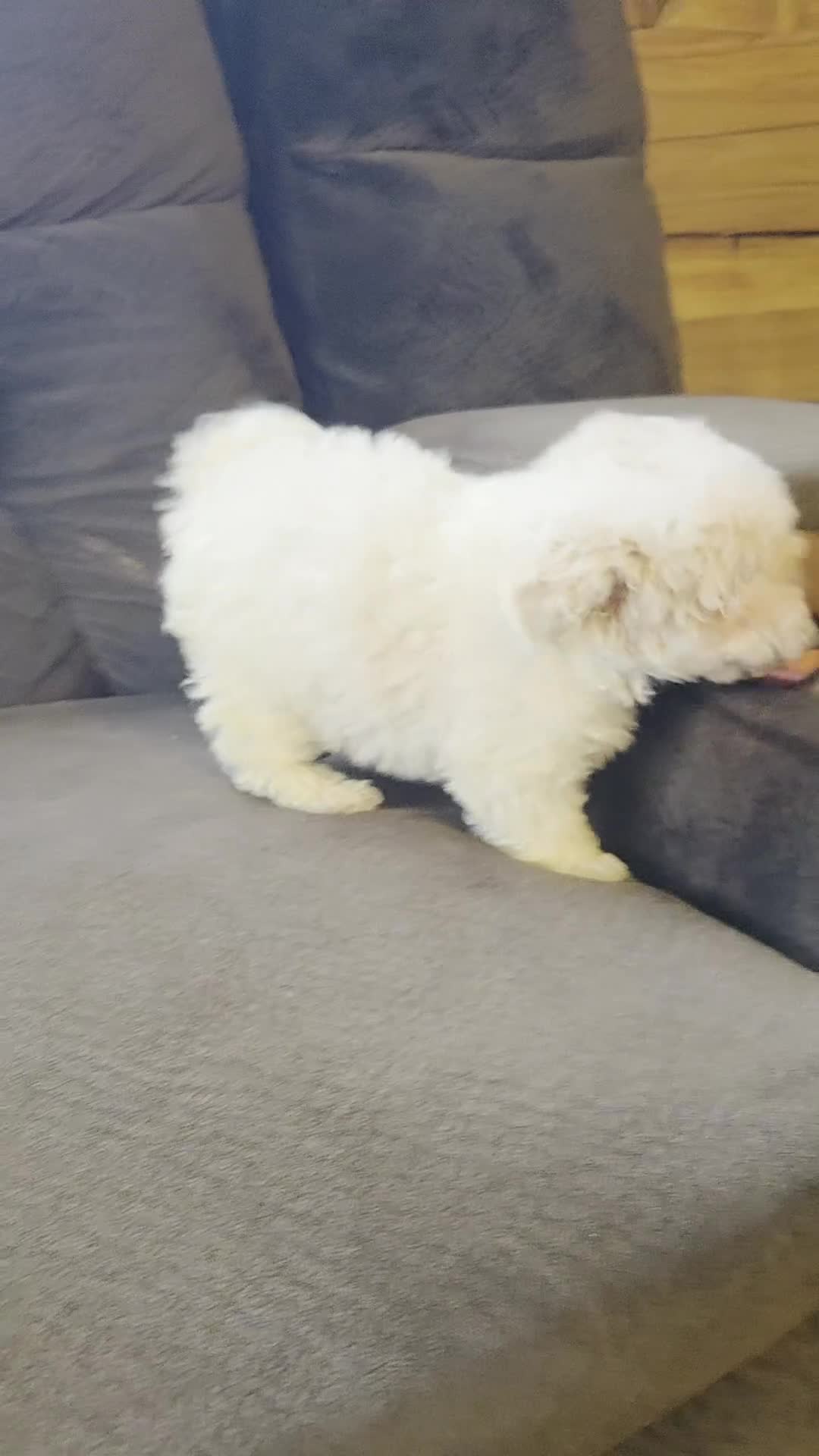Mixed Breed dogs for sale: Beau Boy - Video 1