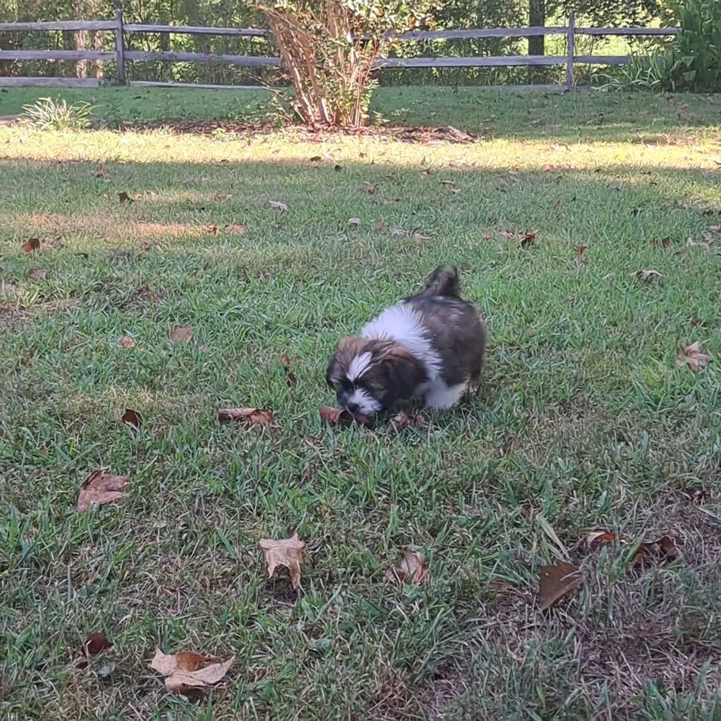 Lhasa Apso dogs for sale: Lhasa Apso 1 - Video 1