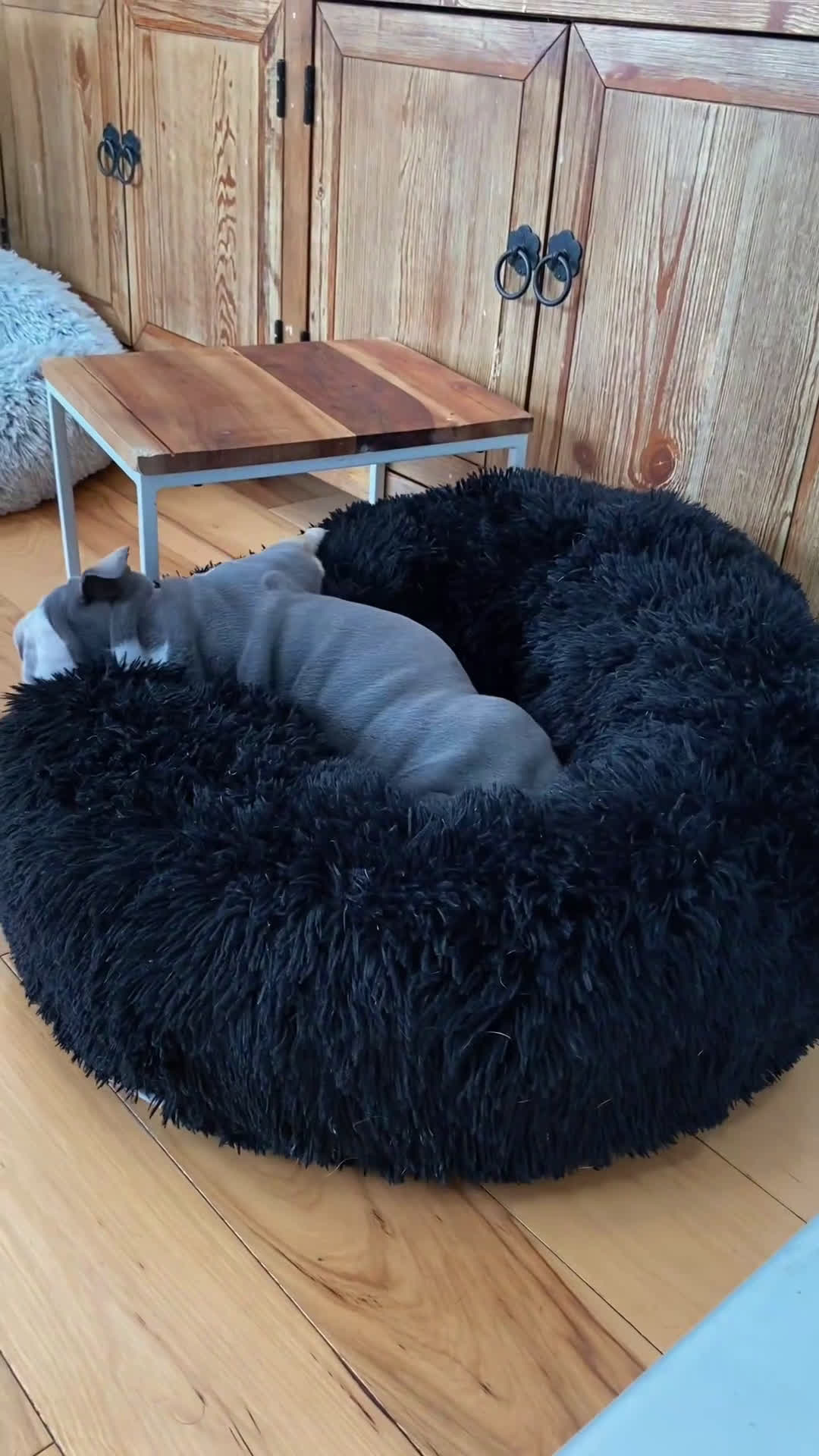 English Bulldog dogs for sale: Chloe - Video 2