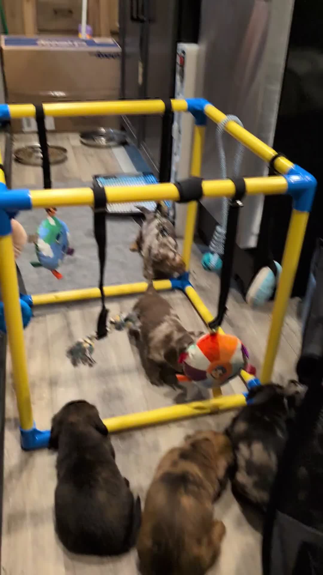 Miniature Dachshund dogs for sale: Spot - Video 1