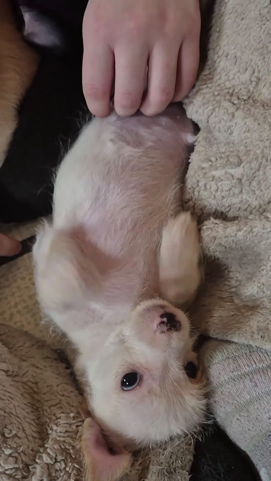 Chipoo dogs for sale: Chipoo Puppy 2 - Video 1