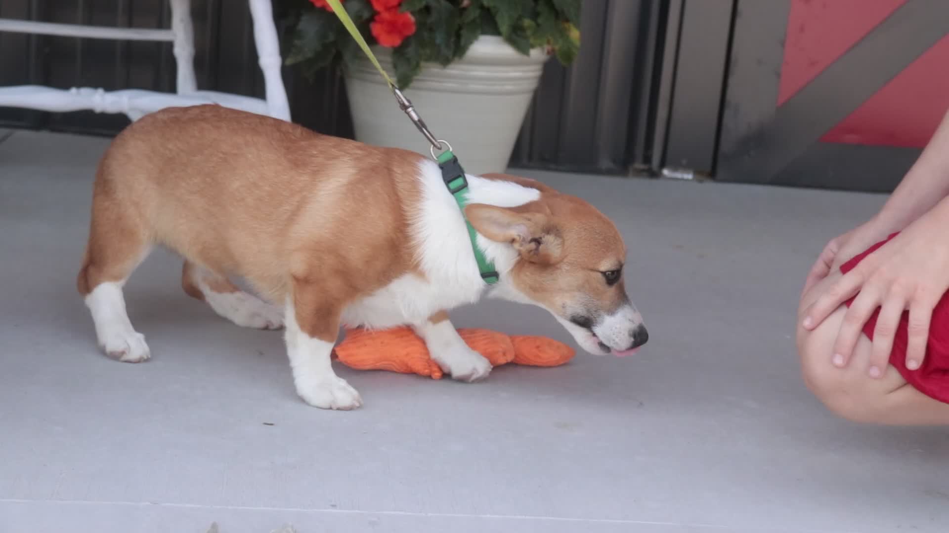 Welsh Corgi Pembroke dogs for sale: Ripley - Video 1