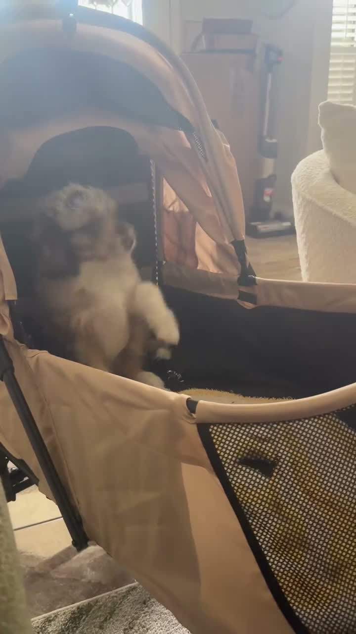 Aussiedoodle dogs for sale: Aussiedoodle 2 - Video 1