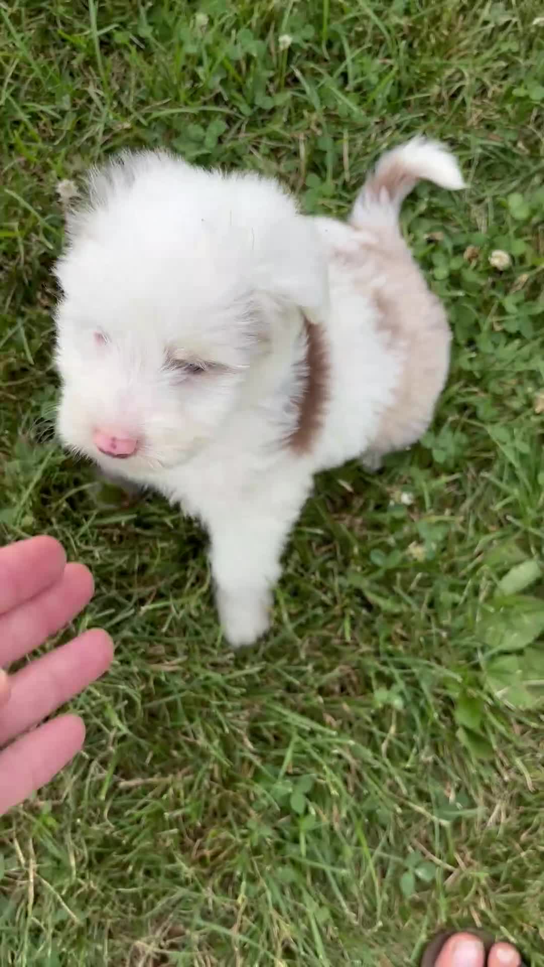 Mini Aussiedoodle dogs for sale: Theo - Video 1