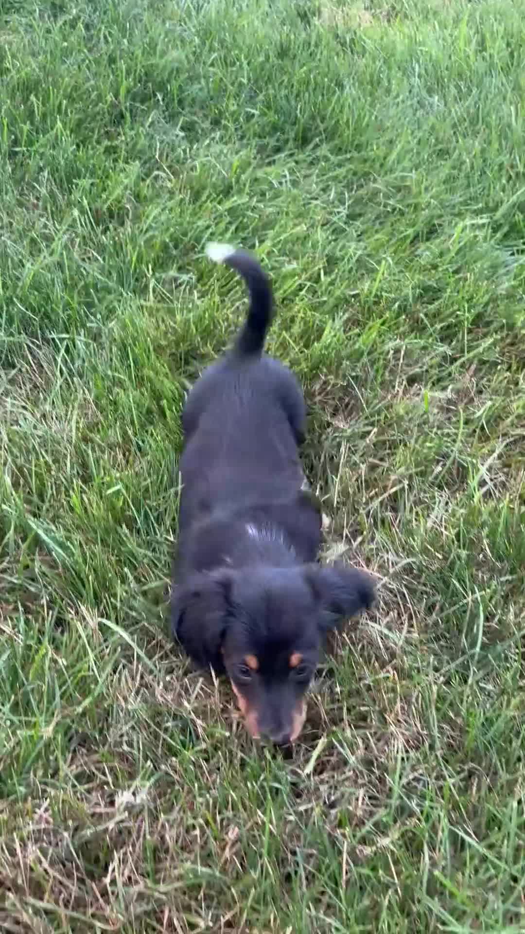Dachshund dogs for sale: Bentley  - Video 1