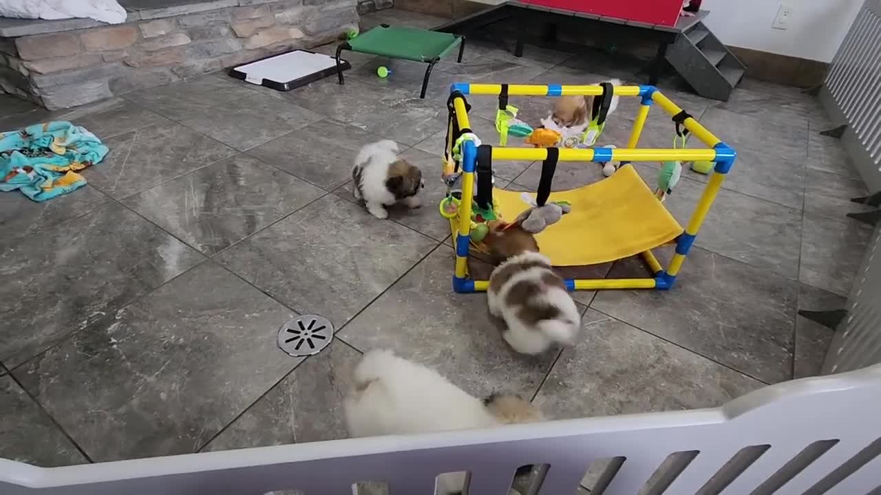 Havanese dogs for sale: YURI - Video 5