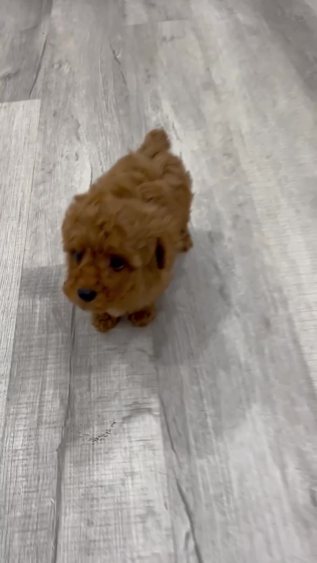 Miniature Poodle dogs for sale: Cinnamon - Video 1