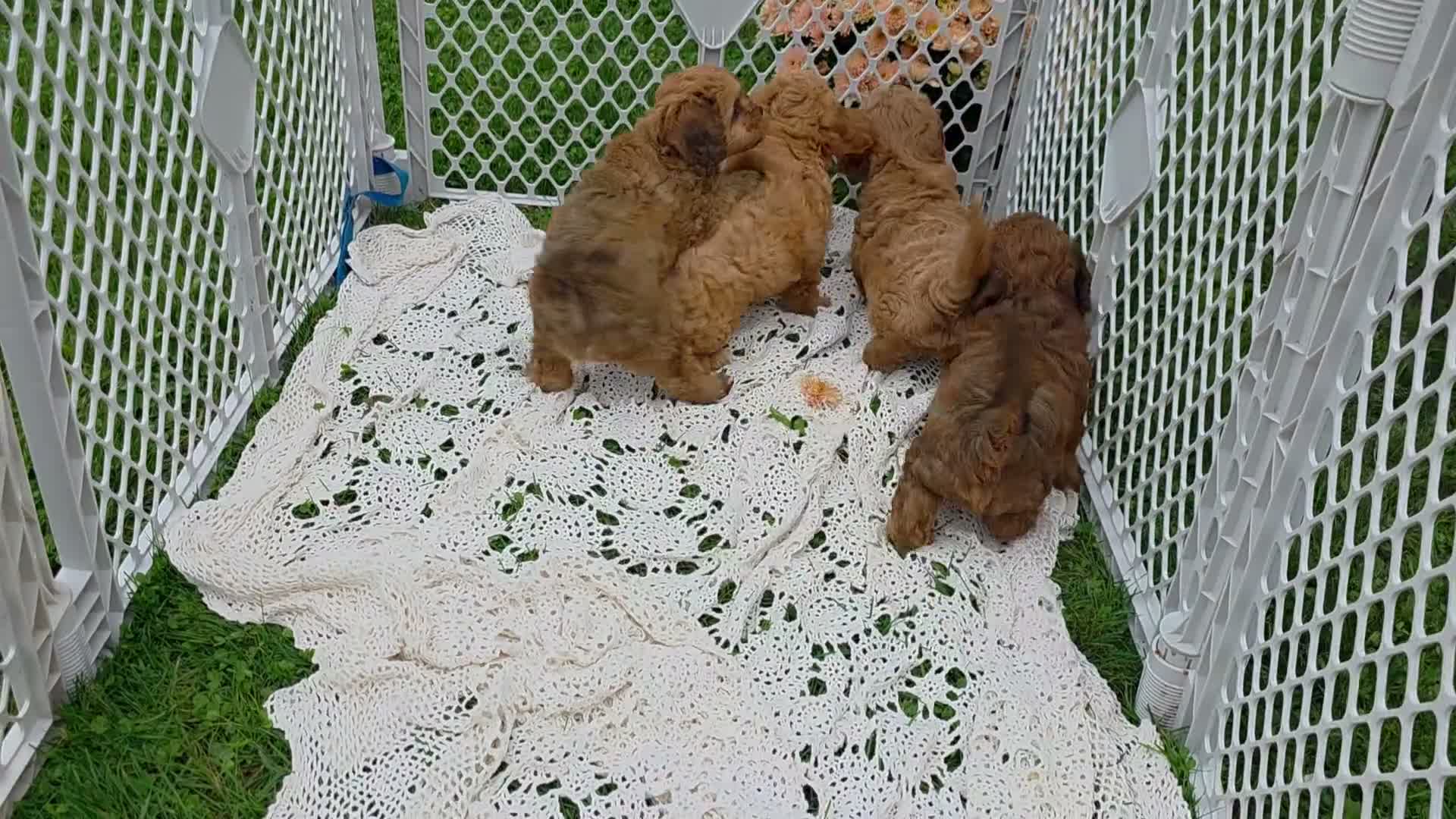 Cavapoo dogs for sale: Robby - Video 1