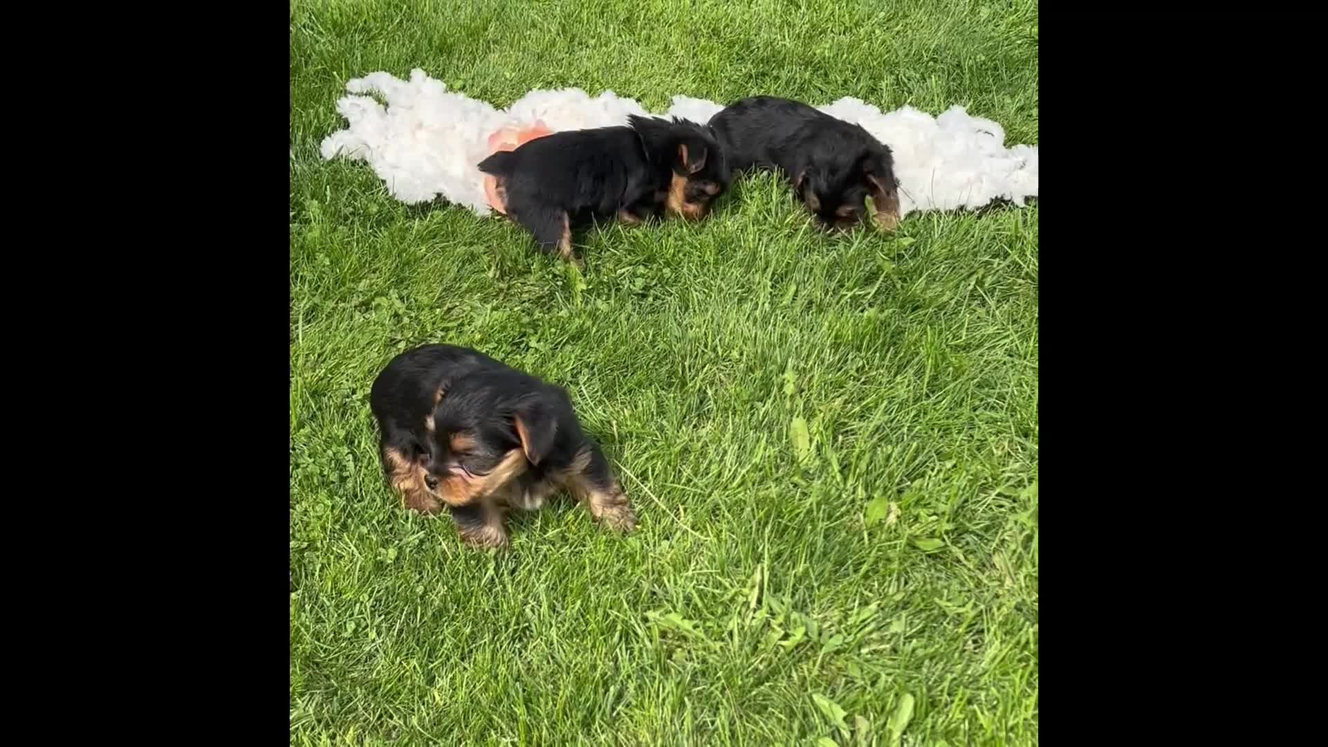 Yorkshire Terrier dogs for sale: Cocoa - Video 1
