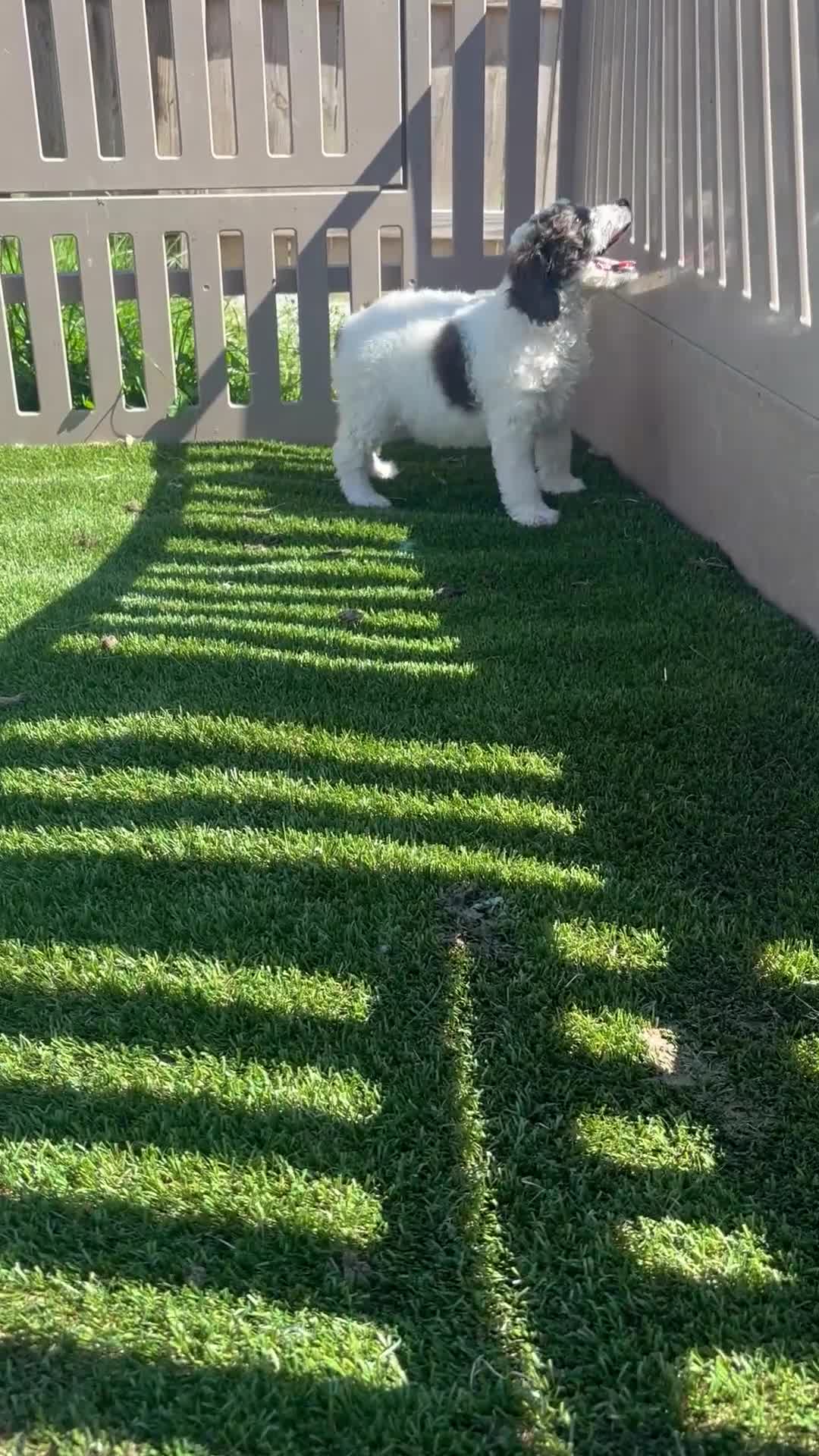 Bernedoodle dogs for sale: Bruno - Video 1