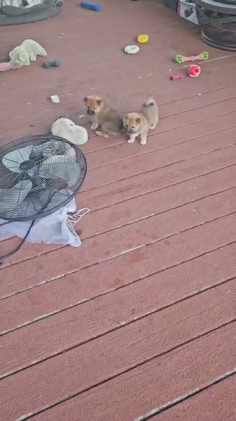 Shiba Inu dogs for sale: Tri-Color/Calico Female - Video 2