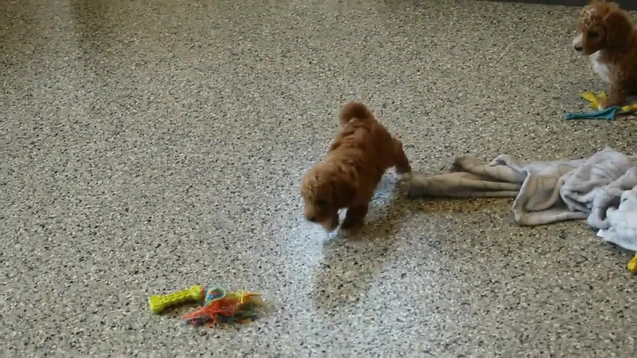 Bichpoo dogs for sale: BJ's Princeton - Video 1