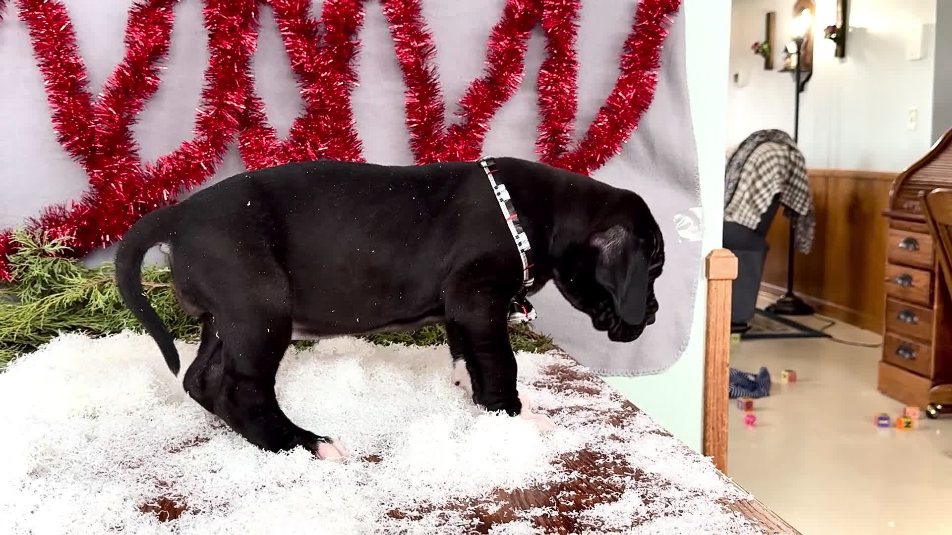 Great Dane dogs for sale: Noel - Video 2