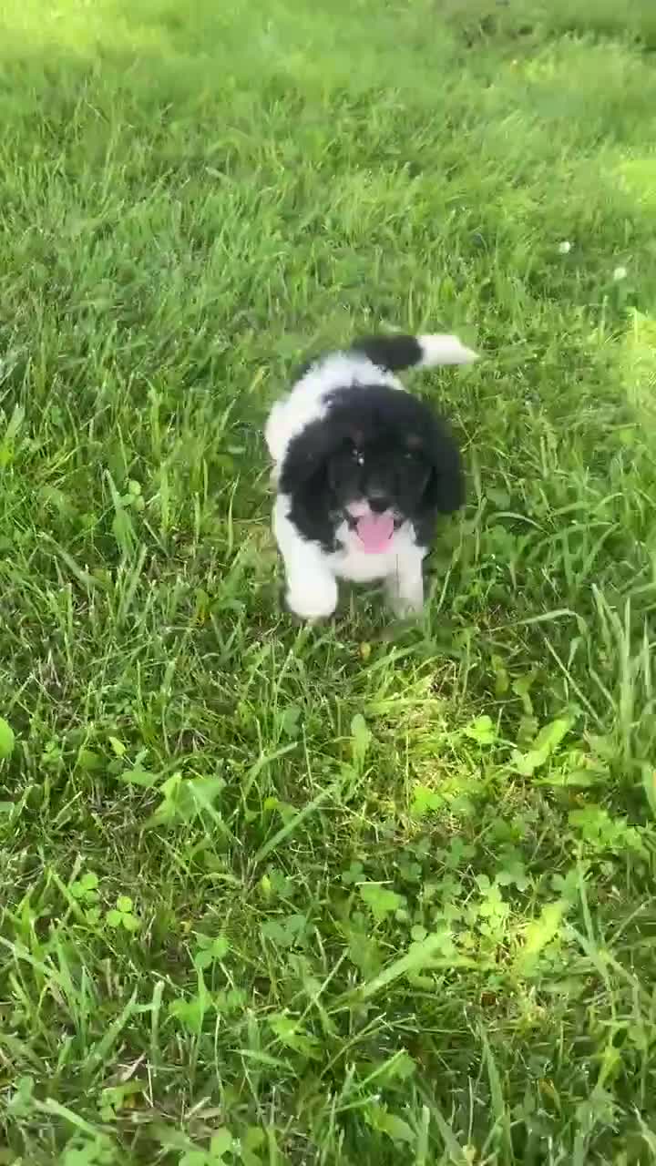 Standard Poodle dogs for sale: Trixy - Video 1