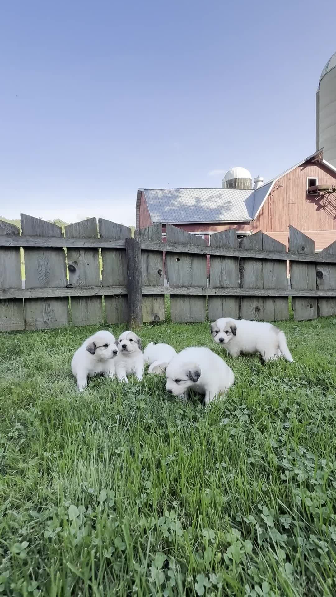 Great Pyrenees dogs for sale: Nicky - Video 2