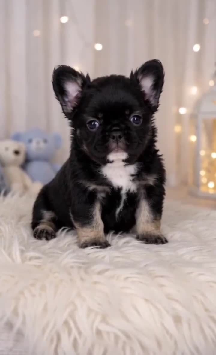 French Bulldog dogs for sale: French Bulldog Puppy 1 - Video 1