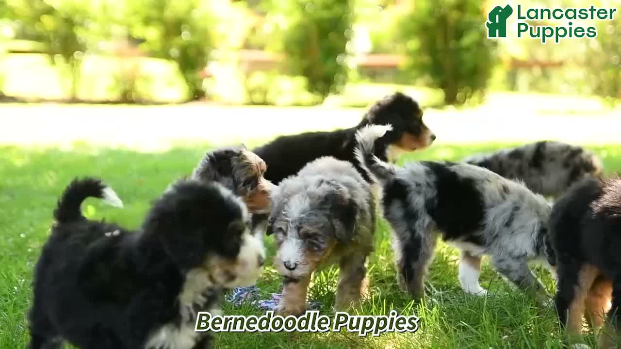 Bernedoodle dogs for sale: Bella   - Video 1