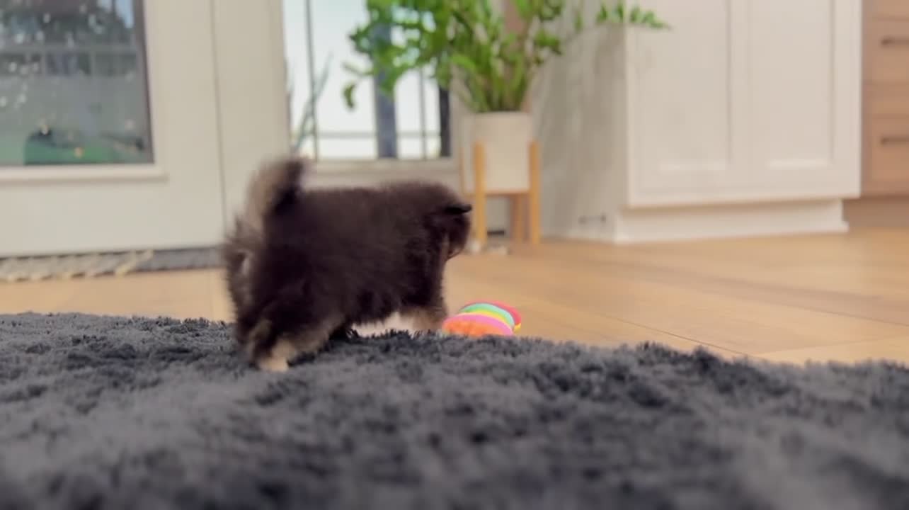 Pomeranian dogs for sale: Fluffy - Video 4