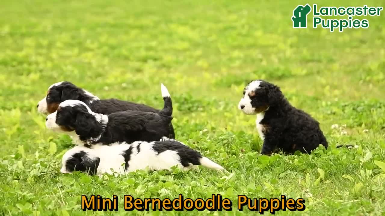 Mini Bernedoodle dogs for sale: Randy - Video 1