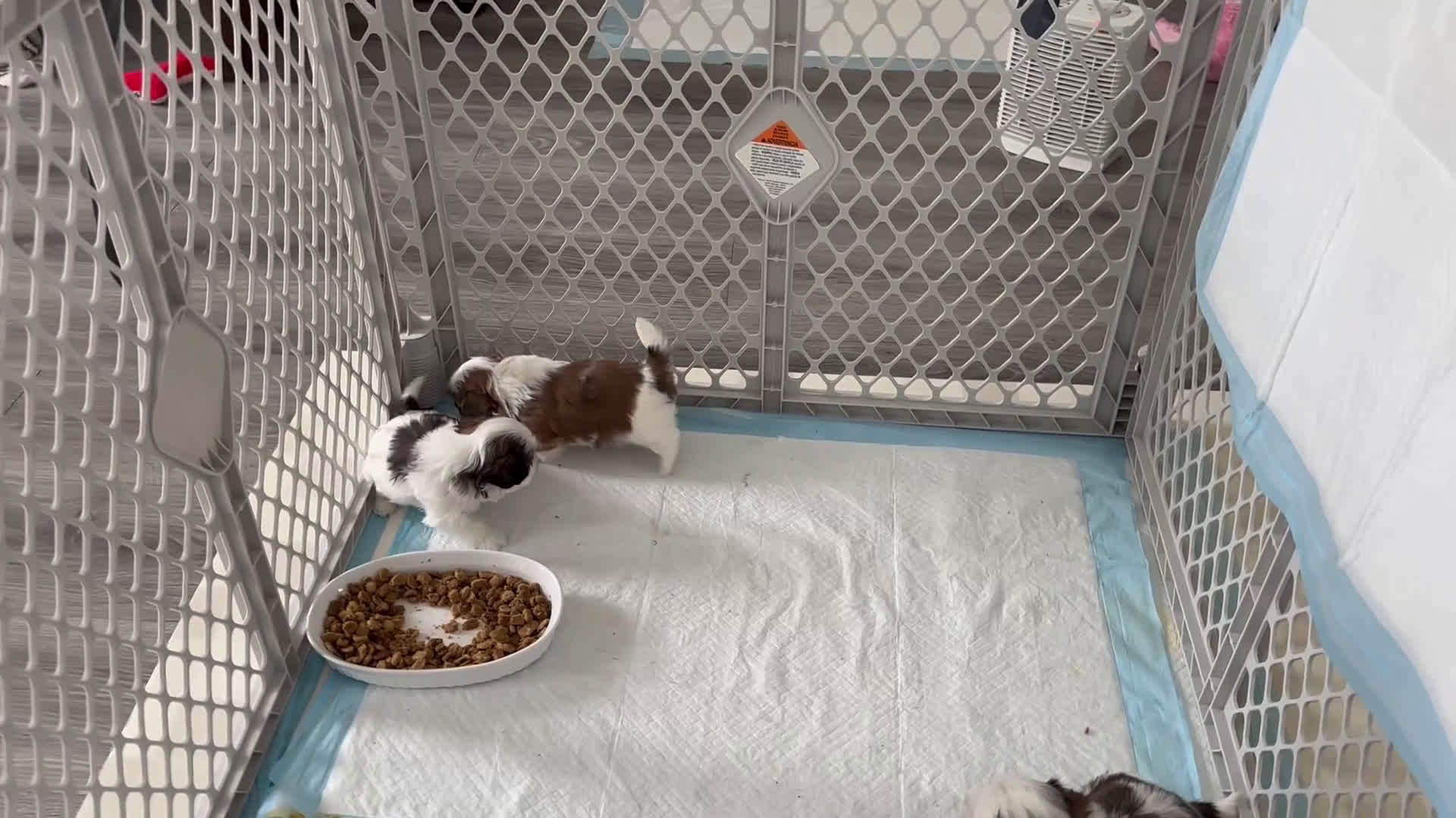 Shih Tzu dogs for sale: Shih Tzu Puppy 2 - Video 2